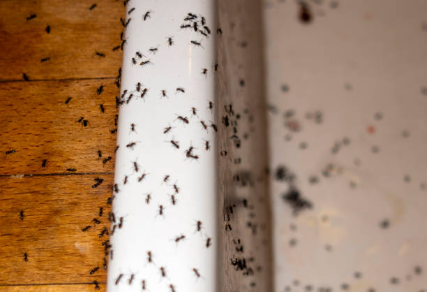 Best Commercial Pest Control Services  in Sultan, WA